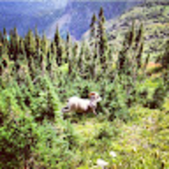 Meet your Posher, Joshua - Picture 1 of 1